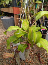 Nepenthes maxima x truncata *SPECIMEN*