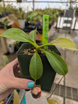 Nepenthes rajah x flava BE-4604