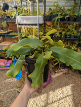 Nepenthes veitchii x bellii *SPECIMEN*