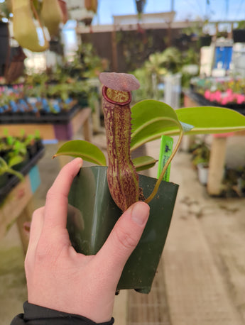 Nepenthes boschiana x klossii BE-4530