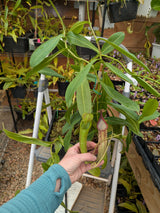Nepenthes x Fairyland (Leilani Nursery) *XL ROOTED CUTTINGS*