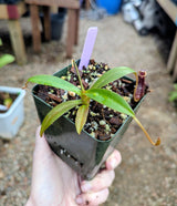 Nepenthes ramispina x singalana BE-3829