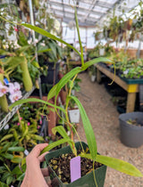 Nepenthes tenuis BE-4049	*ROOTED TIP CUTTINGS*