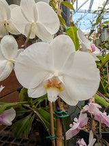 Phalaenopsis hybrid No ID