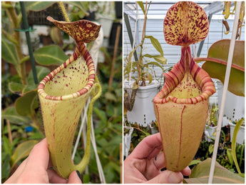 Nepenthes glandulifera x (glandulifera x veitchii) seeds
