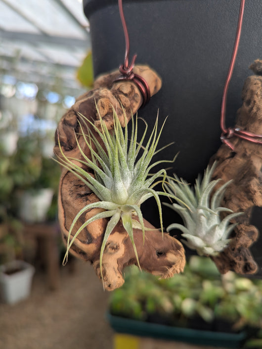 hanging air plants Hanging Air Plant