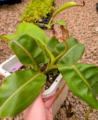 Nepenthes x Tiveyi Basal