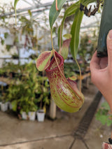 Nepenthes ventricosa (Madja-as) BE-3278
