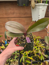 Phalaenopsis hybrid No ID