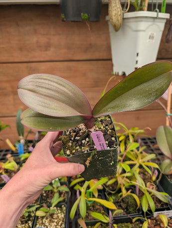 Phalaenopsis hybrid No ID