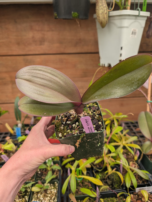 Phalaenopsis hybrid No ID