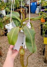 Nepenthes veitchii x bellii *SPECIMEN*