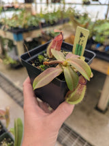 Nepenthes hamata (Tambusisi) x veitchii (Bario) BE-3943