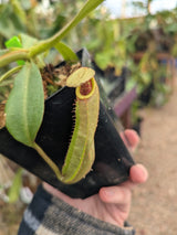 Nepenthes veitchii (Hose Mountains) *XL SPECIMENS*