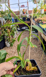 Nepenthes ventricosa x inermis (Wistuba Clone 1) *Specimen*