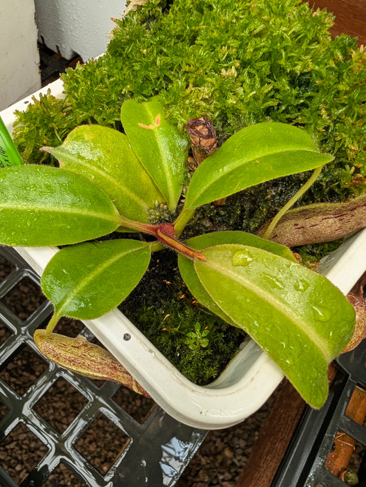 Nepenthes (maxima x boschiana) x truncata *ROOTED BASAL*