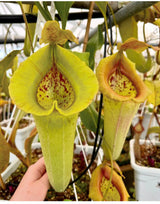 Nepenthes jacquelineae x truncata *ROOTED CUTTINGS*