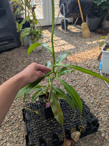Nepenthes x Red Leopard *SPECIMEN*