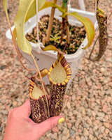 Nepenthes spectabilis BE-3768 *SEED-GROWN* *SPECIMEN*