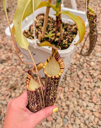 Nepenthes spectabilis BE-3768 *SEED-GROWN* *SPECIMEN*
