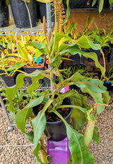 Nepenthes veitchii x bellii *SPECIMEN*