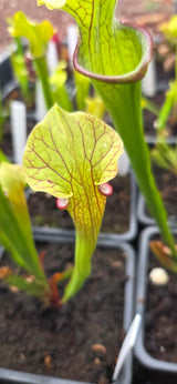 Sarracenia oreophila clay CO x "Hot Lips"