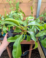 Nepenthes burbidgeae x (maxima x talangensis) BE-3764