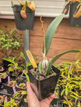 Cattleya 'Rojo Barbara'