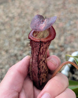 Nepenthes boschiana x tenuis BE-3763 *SEED-GROWN SPECIMEN*