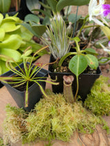 Holiday Carnivore Sampler