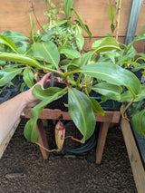 Nepenthes burbidgeae x (maxima x talangensis) BE-3764