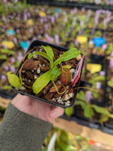 Nepenthes undulatifolia BE-4658