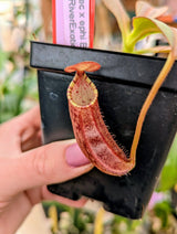 Nepenthes spectabilis x ephippiata BE-4681
