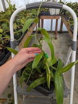 Nepenthes ventricosa x hamata BE-3899 *ROOTED CUTTINGS*