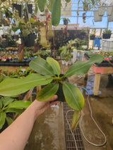 Nepenthes rajah x (veitchii x platychila) BE-4017 *SEED-GROWN*