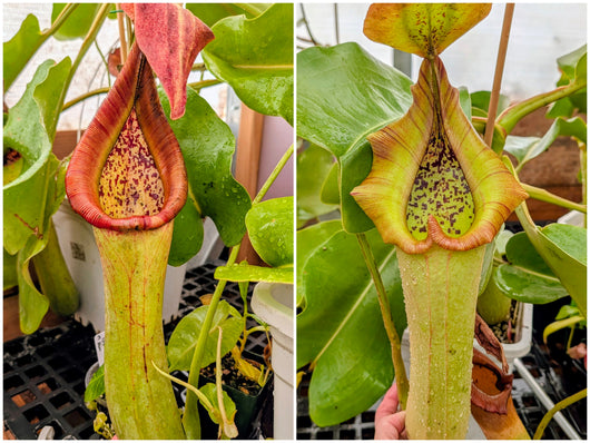 Nepenthes truncata (Gertie x Bernard) Seeds