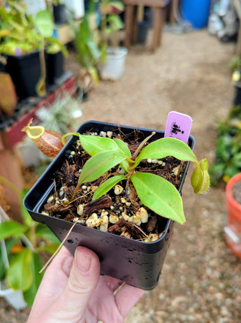 N. gymnamphora - squat form BE-4688