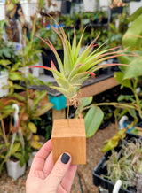 Air Plant stands