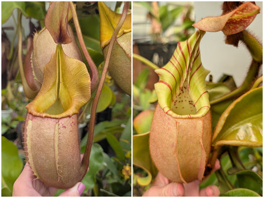 Nepenthes veitchii PRE-1 Seeds