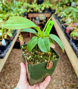 Nepenthes x Alisaputrana BE-3865 *SEED-GROWN*