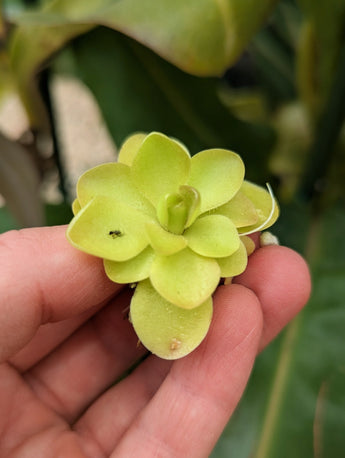 Unknown Pinguicula hybrid