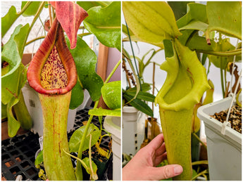 Nepenthes truncata (Gertie x Jedd) Seeds