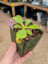 Nepenthes chaniana x veitchii BE-3137