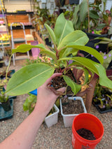 Nepenthes boschiana *SEED-GROWN*
