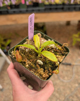 Nepenthes pulchra AW