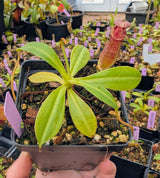 Nepenthes burkei x ephippiata BE-4652
