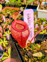 Nepenthes jamban BE-4667