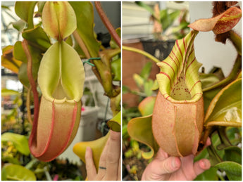 Nepenthes veitchii seeds