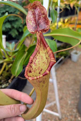 Nepenthes lowii x (maxima x veitchii) *ROOTED CUTTINGS*