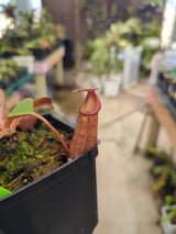 Nepenthes robcantleyi x (burbidgeae x edwardsiana) BE-4023
